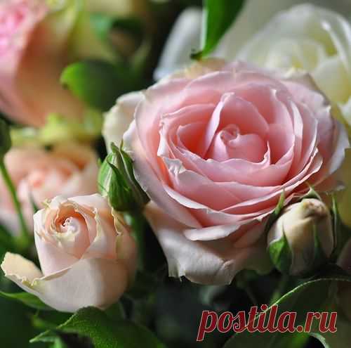ВАЛЬС ПРЕКРАСНЫХ,ВОЛШЕБНЫХ ЦВЕТОВ