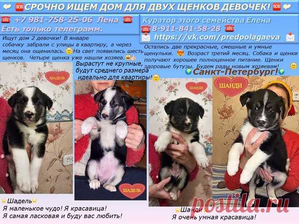 Срочно ищем дом для двух щенков девочек! – "ЗВЕЗДЫ В ЗАЩИТУ ЖИВОТНЫХ", пользователь Людмила  Курбацкая | Группы Мой Мир
