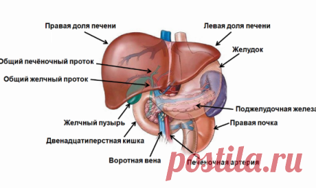 Киста печени - Лечение кисты печени народными средствами: самые эффективные причины