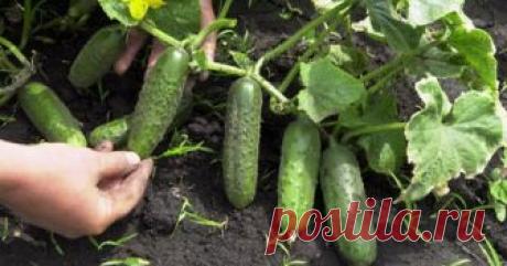 Дачнику на заметку. Вот чем можно обработать огурцы без химикатов. Только из натуральных компонентов.