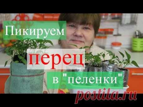 Пикируем перец в &quot;пеленки&quot;. Золотые правила рассады.(25.03.16)