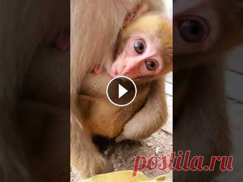 Monkey Life (1966) Monkey Life (1966)#MonkeyFight #FunnyMonkey #Feedingmonkey Monkey Zone bring you all about monkey videos. Monkey in the zoo, monkey in the forest, mon...