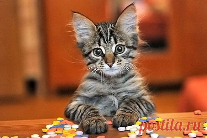 Как живется животным из приюта дома