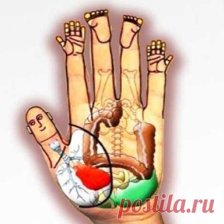 Акупунктурные точки на руке - МирТесен