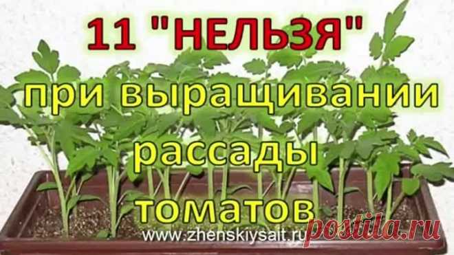 11 Нельзя при выращивании помидоров