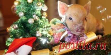 Китайский Новый год 2019: когда наступает год Свиньи, какого числа — Новый год по восточному календарю 2019 | info-vsem.ru