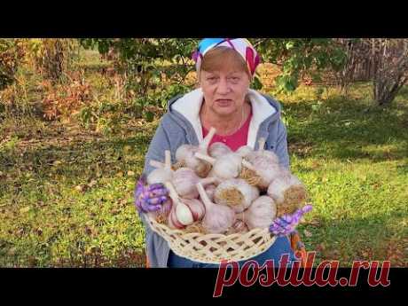 Чеснок, посаженый ТАКИМ способом, ПОРАДУЕТ вас урожаем!