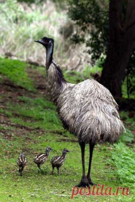 Emu