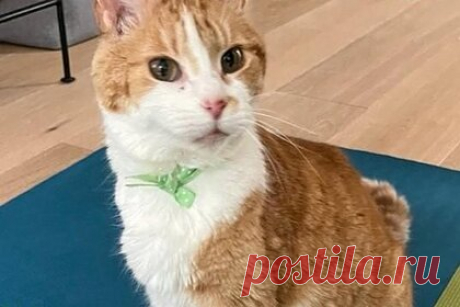 Исчезнувший пять лет назад кот вернется к хозяйке после побега из другой семьи. Пропавшего пять лет назад в Канаде кота удалось разыскать благодаря заявлению другой семьи о его исчезновении. Когда животное нашли, оказалось, что у него есть микрочип с информацией о первоначальной владелице. Женщина была в шоке, когда узнала, что кот нашелся. Животное в ближайшее время вернут хозяйке.