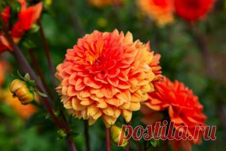 Георгины легко загубить, если хранить и сажать их неправильно — делюсь важными секретами | Азбука огородника | Яндекс Дзен