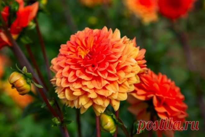 Георгины легко загубить, если хранить и сажать их неправильно — делюсь важными секретами | Азбука огородника | Яндекс Дзен