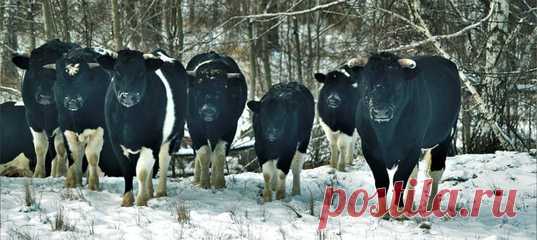 В Зоне отчуждения ЧАЭС живёт стадо коров, оказавшееся в дикой природе из-за смерти хозяев. Теперь домашних животных в их поведении не узнать – настолько они одичали.