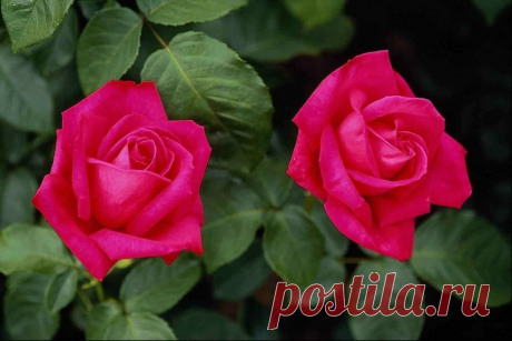 image (807×538)