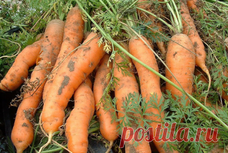 Как происходит посадка моркови под зиму: правила, сроки, уход