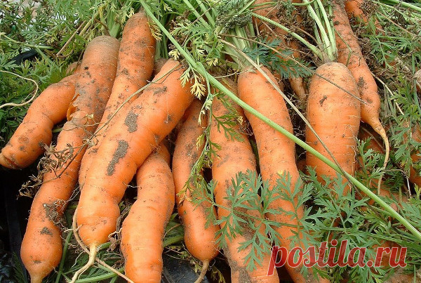Как происходит посадка моркови под зиму: правила, сроки, уход