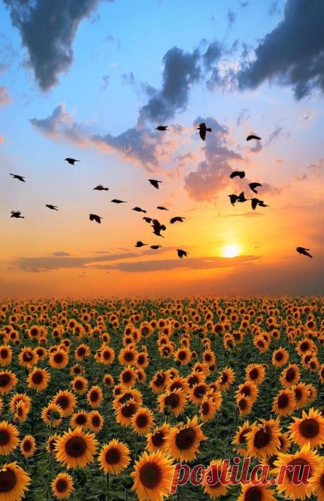 Sunflower sunrise https://ekwity.com | sunrise and sunset