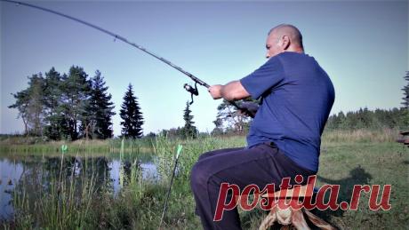 Карп в пруду не клюёт. Причин много, но главные - нет наставника, не там ловишь и без прикорма | Хозяйство Воронова | Яндекс Дзен