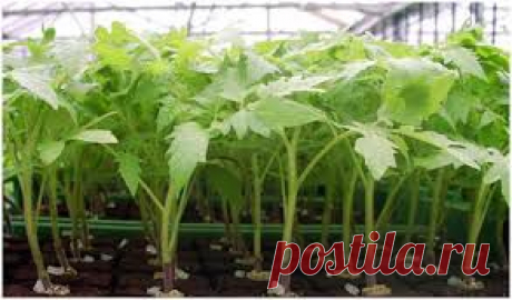 Простой и не трудоемкий способ вырастить рассаду