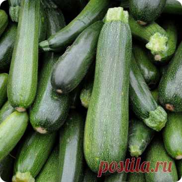 Кабачки – самая распространенная и самая неприхотливая культура из семейства Тыквенные. И они растут на каждом любительском огороде, являясь ценным диетическим продуктом. посадка кабачков рассадой в открытый грунт