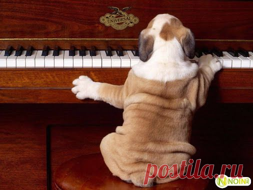 Концерт ля-минор....﻿