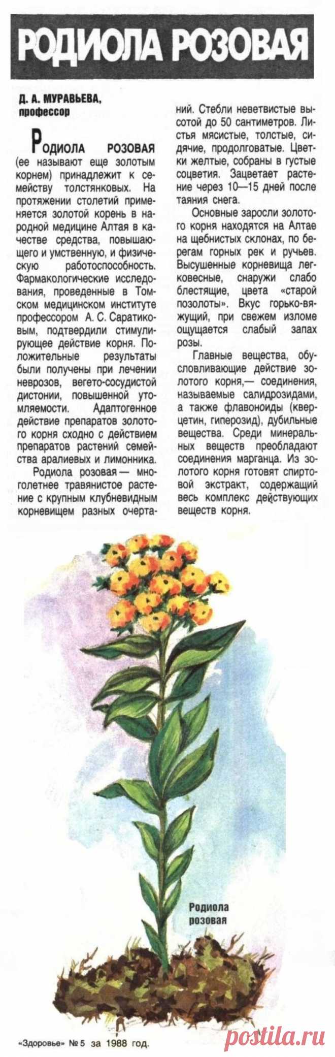 Родиола розовая