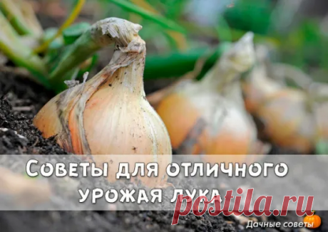 Советы для отличного урожая лука

.