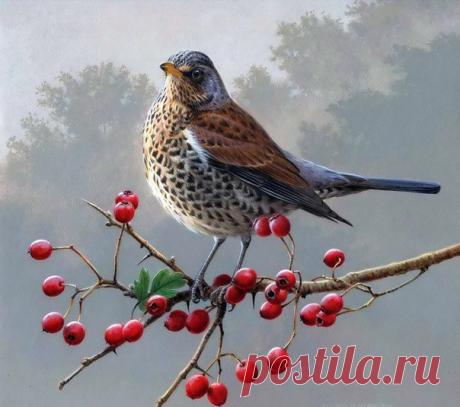 Птицы. Художник ANDREW HUTCHINSON.
Декупаж коллаж. Decoupage collage.
#дизайн #для_декупажа #картинки_для_творчества #декупаж #декор