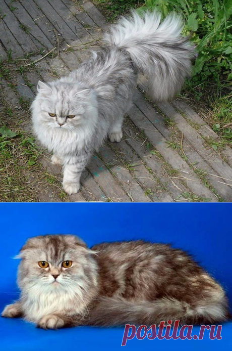 Уход за кошками длинношерстных пород