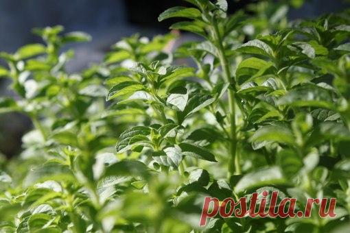 Ботаничка.ru