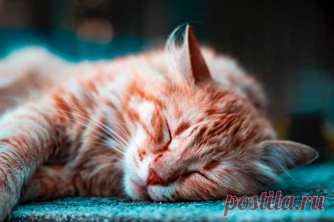 Котик (рассказ) | Отчаянная Домохозяйка | Яндекс Дзен