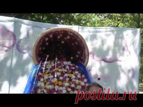 02 Выставка цветов_ &quot;Волгодонск - город цветов&quot; - YouTube