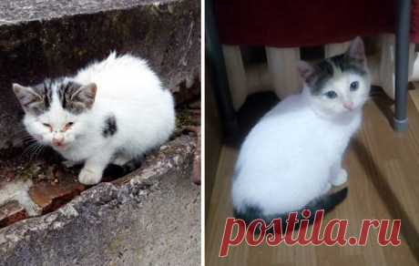 Этот малыш очень хрипло мяукал… — Лап-Ушки.com — любимые животные