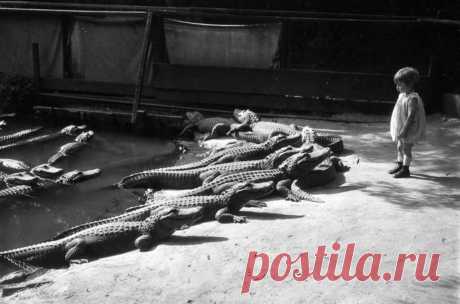 сделала один шаг навстречу хищникам,
затем второй. Все вокруг растерялись
Спас ситуацию один смелый мужчина
по-имени Джордж. Он резко
перепрыгну ограждение и схватил
девчонку, тем самым спасши её жизнь