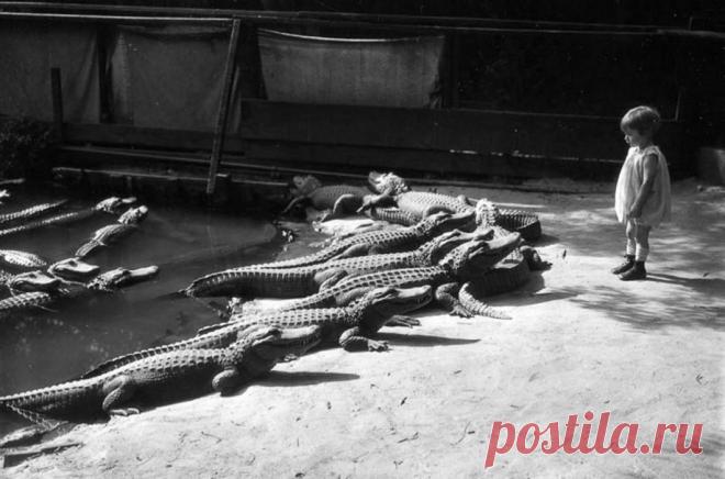 сделала один шаг навстречу хищникам,
затем второй. Все вокруг растерялись
Спас ситуацию один смелый мужчина
по-имени Джордж. Он резко
перепрыгну ограждение и схватил
девчонку, тем самым спасши её жизнь