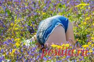 (+1) - Растения в доме и на работе | Полезные советы
