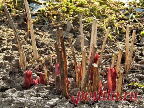 Пять основных правил ухода за пионами ранней весной. | Цветочная душа | Яндекс Дзен