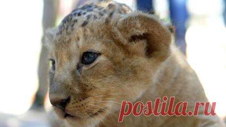 У дагестанца заберут львенка, с помощью которого он зарабатывал на пляже