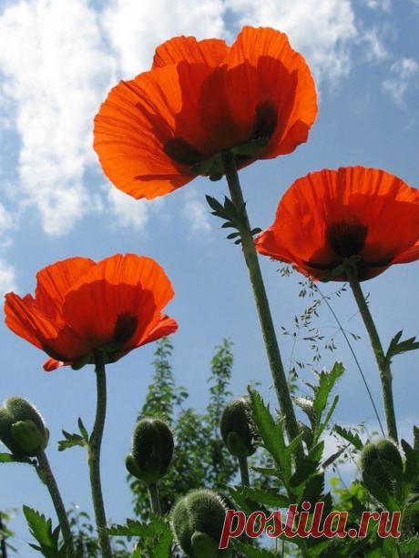 МУЗЫКА СЕРДЦА.СТИХИ
Ирина Васенина