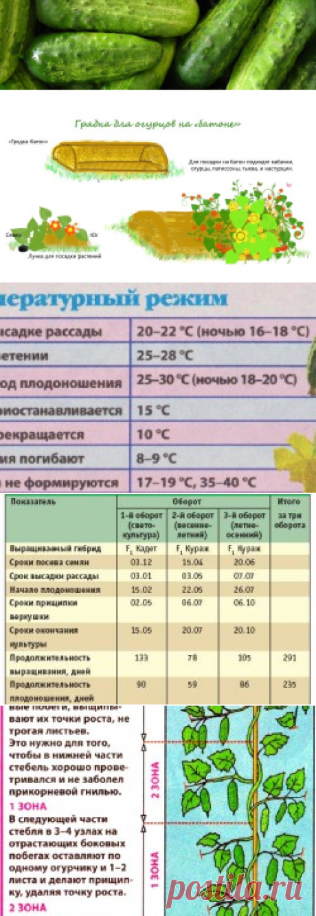 При какой температуре растут огурцы – советы дачников