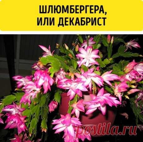 9 комнатных растений, которые выделяют кислород даже ночью | 6 соток