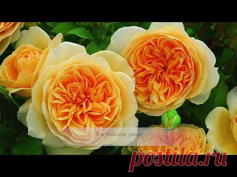 РОЗЫ. От Старинных до Канадских. Характерные особенности. КЛАССИФИКАЦИЯ РОЗ. Beautiful roses.