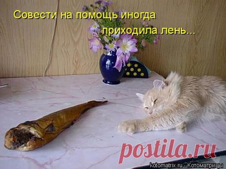 Забавные котоматрицы - ФОТО