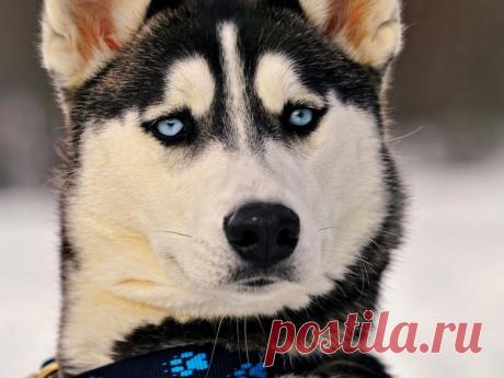 КРАСИВАЯ ПЕСНЯ ХАСКИ