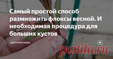 Самый простой способ размножить флоксы весной. И необходимая процедура для больших кустов Статья автора «Цветочная няша» в Дзене ✍: Я не раз упоминала, что давно пришла к такому выводу - хочешь нормальный куст вырастить, укореняй черенки , а не дели кусты. Почему я так решила.