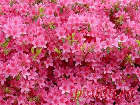 картинки цветов красивые - 464 тыс. картинок. Поиск@Mail.Ru