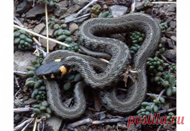 Если рептилия укусила — 6 соток