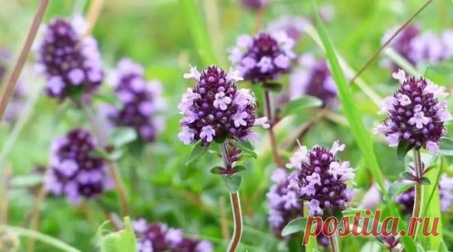 Полезные свойства чабреца для организма человека Чабрец — это полезная трава, которая растет в лесах, со средней влажностью, встречается в горной местности. Цветы чабреца имеют розоватый оттенок и приятный аромат. В давние времена - это лекарственное средство использовали от проказы и малярии...