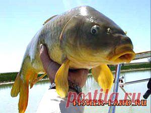 Хитрый монтаж карповых снастей | НА РЫБАЛКУ !!!!