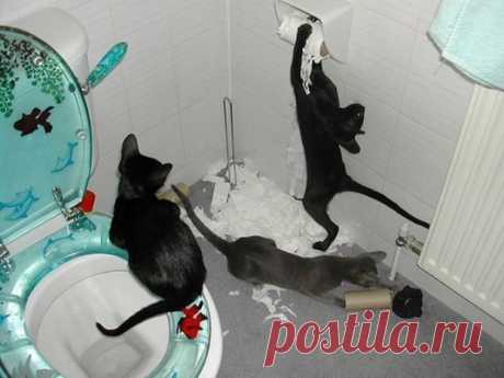 Без кота — скукота