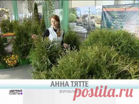 Посадка туи и уход - уДачные советы